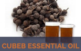 Cubeb essential oil facts and benefits
