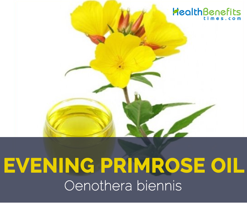 Evening primrose oil facts and benefits