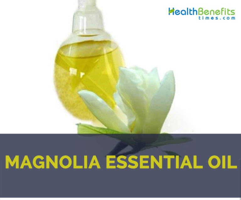 Magnolia essential oil facts and health benefits