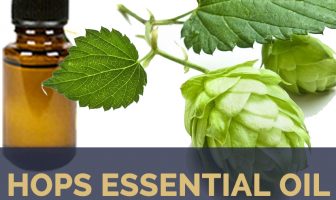 Hops Essential Oil facts and benefits
