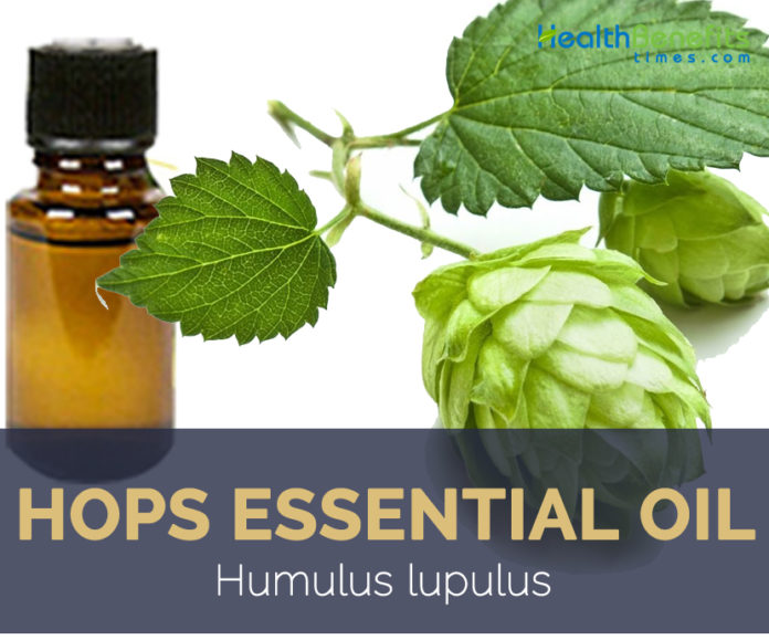 Hops Essential Oil facts and health benefits
