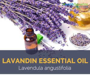 Lavandin essential oil facts and benefits