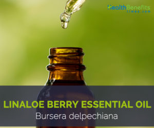 Linaloe berry essential oil facts and health benefits