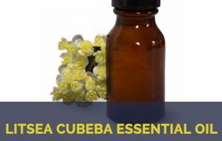 Litsea cubeba essential oil facts and benefits