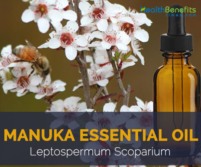 Manuka essential oil facts and health benefits