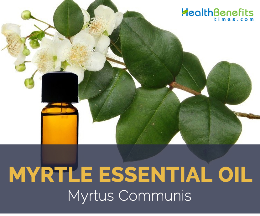 Myrtle essential oil facts and benefits