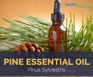 Pine essential oil facts and benefits