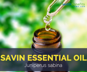 Savin essential oil facts and benefits