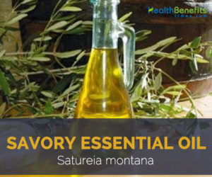 Savory essential oil facts and health benefits