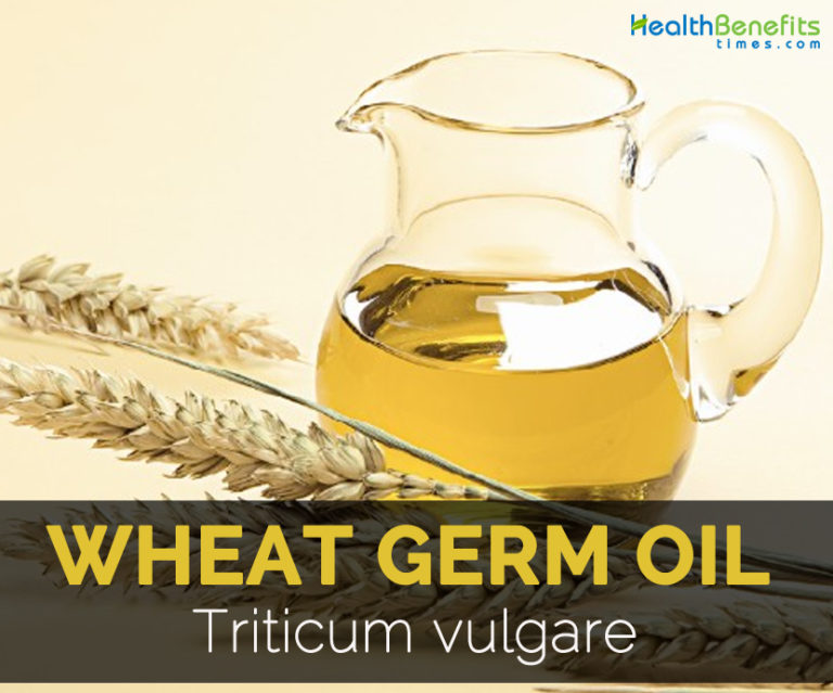 Wheat germ oil Facts, Health Benefits and Nutritional Value