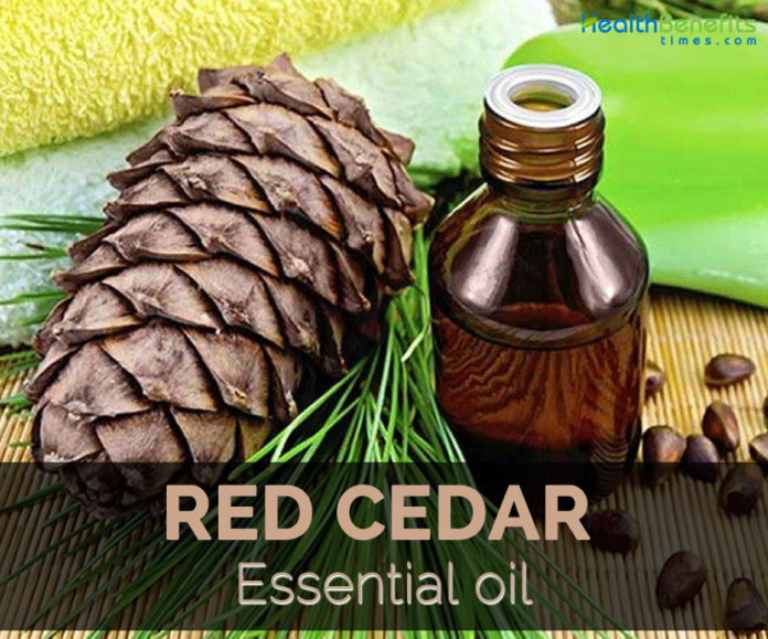 Red cedar essential oil Facts and Health Benefits