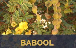 Babool facts and health benefits