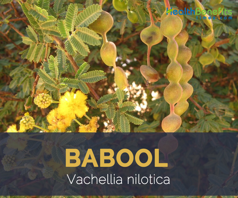 Babool facts and health benefits