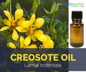 Creosote Oil facts and benefits
