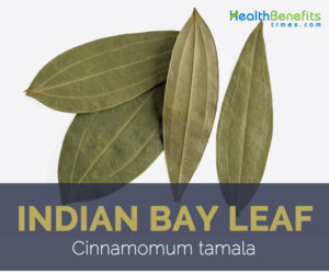 Indian Bay Leaf facts and health benefits