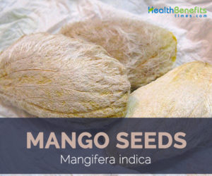 Mango seed facts and benefits