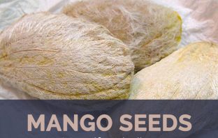 Mango seed facts and benefits