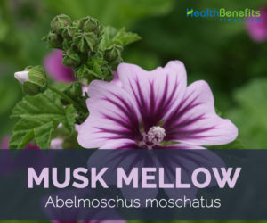 Musk mallow uses and benefits