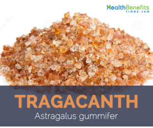 Tragacanth facts and benefits