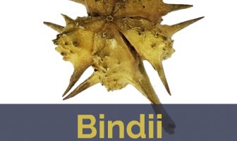 Bindii facts and health benefits