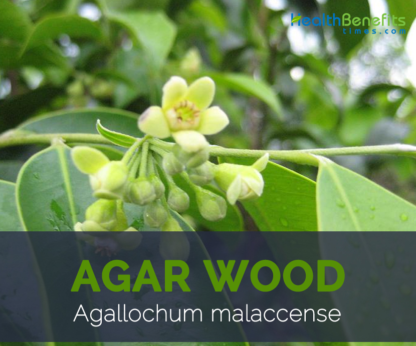 Agar wood facts and health benefits