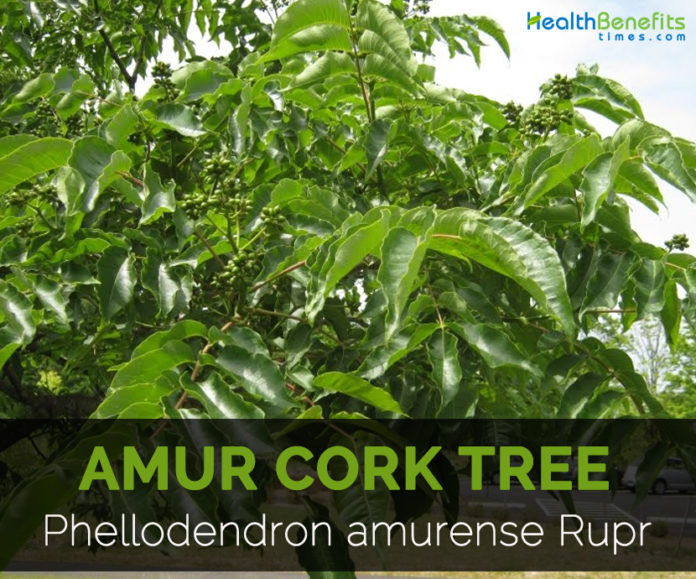 Amur cork tree Facts and Health Benefits