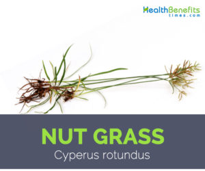 Nut Grass facts and health benefits