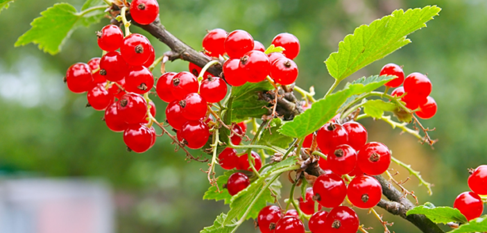 6 Health benefits of Redcurrants