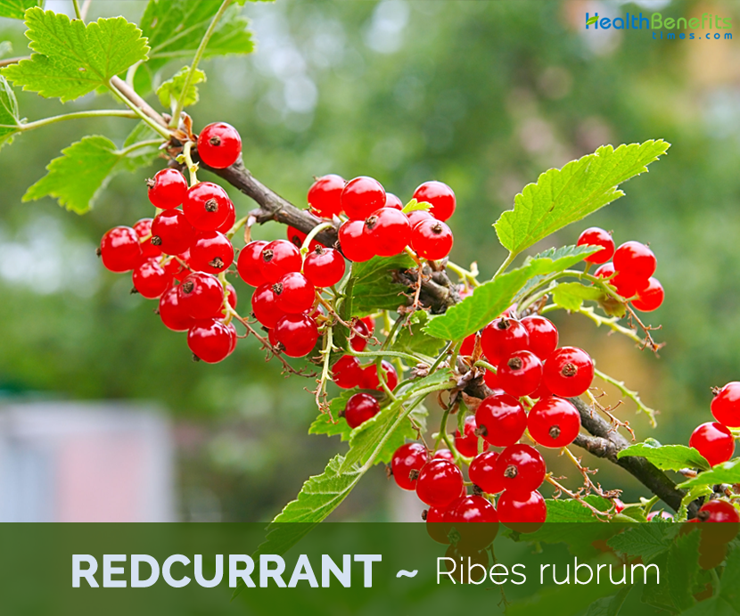 6 Health benefits of Redcurrants