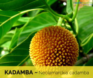 8 Health benefits of Kadamba Tree (Burflower)