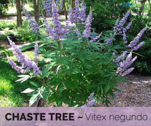 Health benefits of Chaste tree