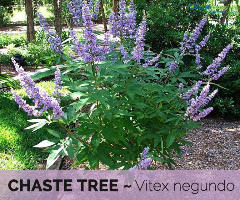 Chaste tree facts and health benefits