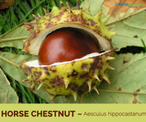Health-benefits-of-Horse-Chestnut