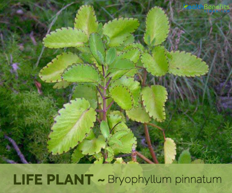 Life Root Health benefits of Life plant - Health Benefits