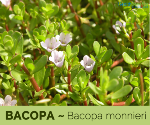 13 Health benefits of Bacopa (Water Hyssop)