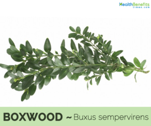 Boxwood benefits and uses