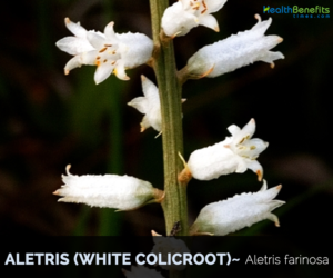 Health benefits of Aletris (white colic-root)