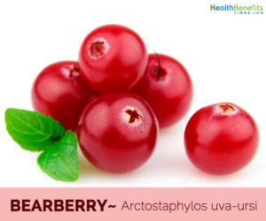 11 Health benefits of Bearberry (Uva ursi)