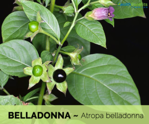 13 Health benefits of Belladonna (deadly nightshade)