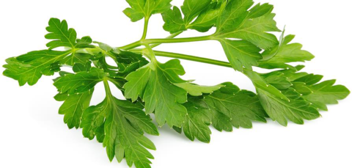 Health-benefits-of-Chervil