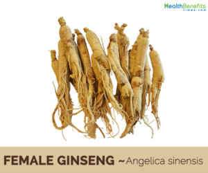 Health benefits of Female Ginseng (dong quai)