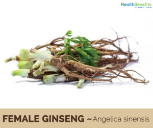 Health benefits of Female Ginseng (dong quai)