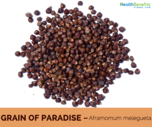 Health benefits of Grains of Paradise