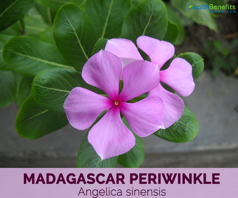 Health benefits of Madagascar periwinkle 