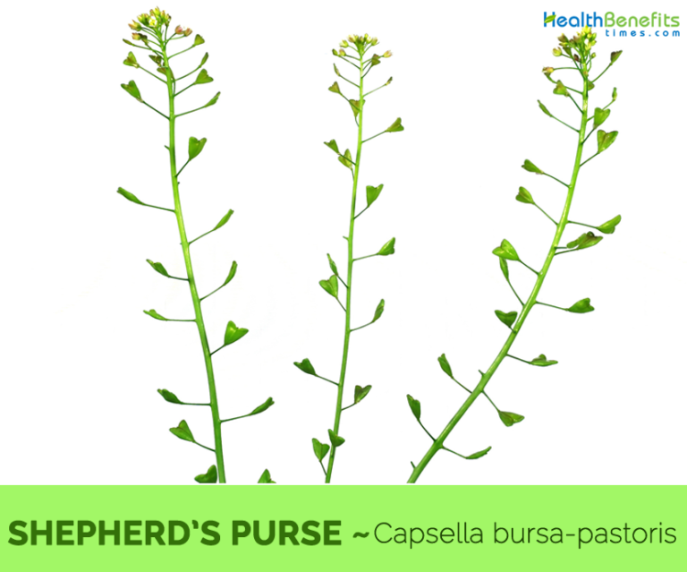 Shepherd's purse facts and health benefits