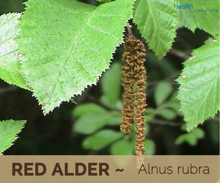 Red Alder facts and health benefits