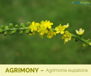 Health benefits of Agrimony