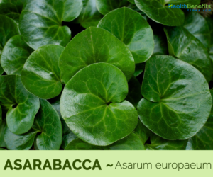 Health benefits of Asarabacca