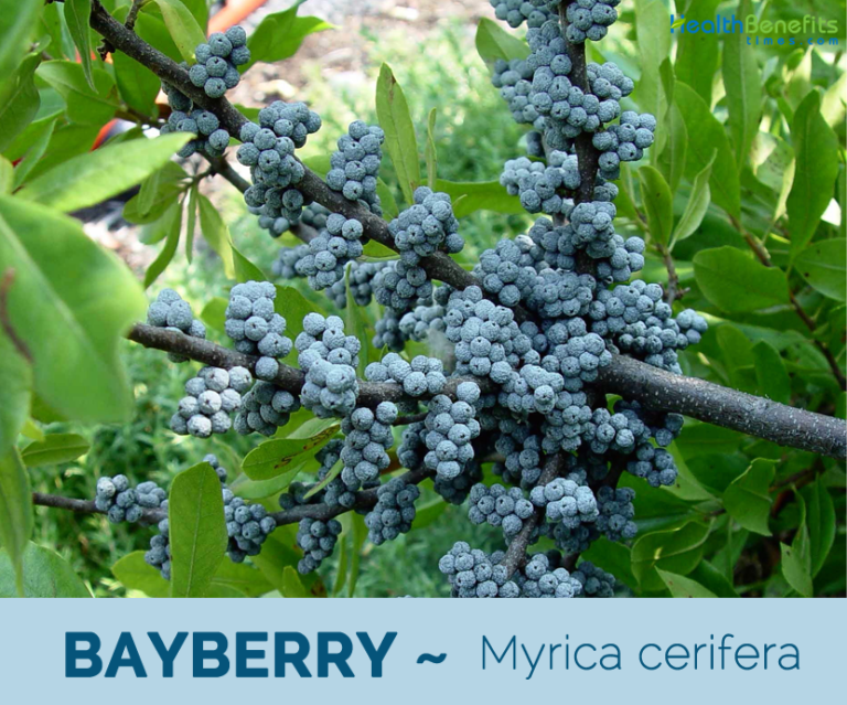 Bayberry facts and health benefits