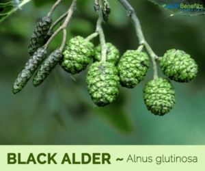 Health benefits of Black Alder (European alder)